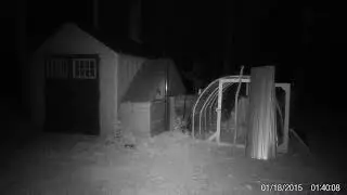 Raccoon caught on trail cam #raccoon #trailcam #trailcamera