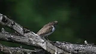 Кулик. NikonZ50 4K video