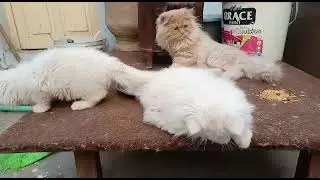 Persian beautiful cats