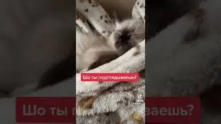 Подглядели за милым спящим котёнком невская маскарадная порода #невскаямаскарадная #тикток #tiktok