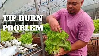 FARM RESUME AFTER TYPHOON. TIP BURN? NO PROBLEM