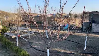24 Mart Haftalık video serisi. Ahır hazır Ağaçlar uyanıyor!