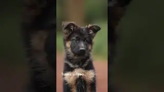 Эдит Немецкая овчарка 🧸😊