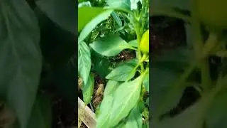 Июль.