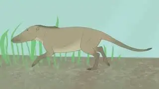 from feetto flippers /whales evolution