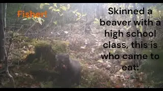 Who ate the beaver?