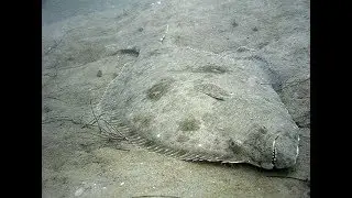 The California Halibut...Part 1