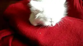 Элвис. Ветеринарно-музыкальный эксперимент