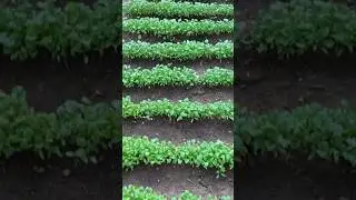 Plantação de coentro #coentro #plantação #colheita #Cheiroverde