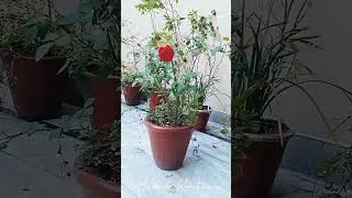 الله پاک رمضان کی برکتیں عطا فرمائیں اور ہمارے بیماروں کو صحتِ کاملہ عطا فرمائیں۔ آمین