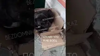НАЙДЕННЫЙ В КОРОБКЕ. ИСТОРИЯ БУЧА 