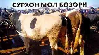 СУРХОН МОЛ БОЗОРИ НАРХЛАРИ