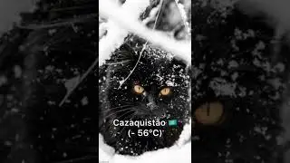 GATO NO FRIO DO BRASIL 