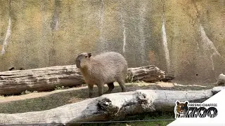 Celebrating World Rat Day With Our Capybaras