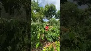 Panen Kopi #kopilahat #lahat #shorts