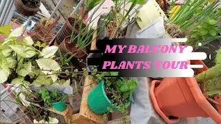 MY BEDSITTER BALCONY TOUR/ PLANTS TOUR/BEFORE MAKEOVER