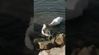 sahipsiz ördekler denizde yüzüyor 😁