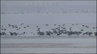 Eurasian Coot - Лыска