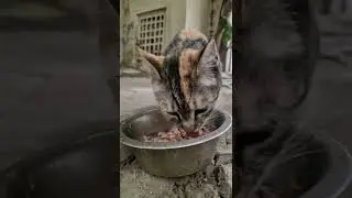 🐈🐱 Кушаем Сардины