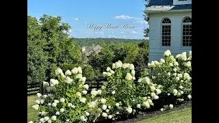 How Our Hydrangeas are Handling the Hottest July on Record | Gardening Tips | Limelight Hydrangeas