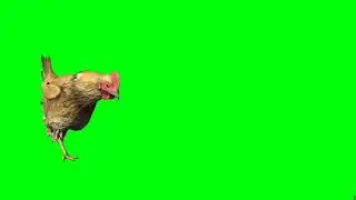 Hen free green screen video.No copyright. 