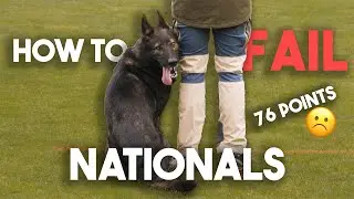 Chico IGP3 Obedience GSD National 2024 - Haz & Carson React 🥲