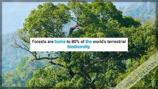 About Forests