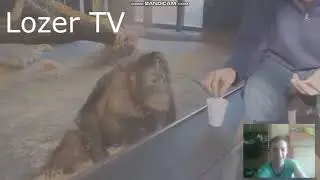 засмеялся подписался челендж