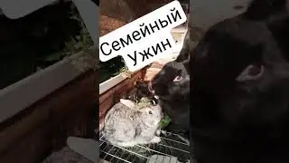 Кролики ужинают#деревня #жизнь соло