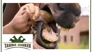 Zu scharfe Zähne! Hengst Findus muss zum Zahnarzt! | Tamme Hanken | Kabel Eins