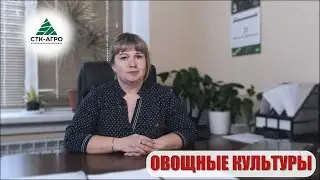 Овощные культуры в СТК-АГРО