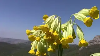 Крым. Горная примула на горе Пахкал-Кая. 13.05.22г.
