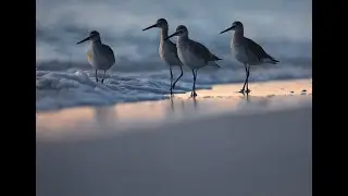 Florida bird tour - february 2024