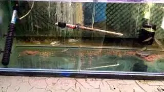 Kelberi peacock bass
