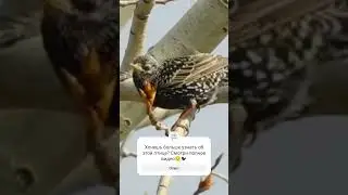Скворец. #birds #nature #скворцы #птицы