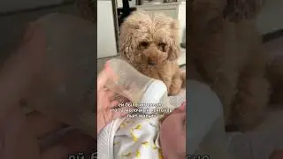 Груша пробует детское питание