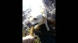 Лабрадор Лара в лесу)