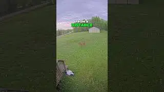 Luba 2 Attacked by Bear! 🐻