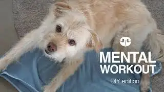 THE BURRITO TOWEL - DIY Mental Workout for Dogs