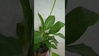 Три шага как заставить цвести спатифиллум