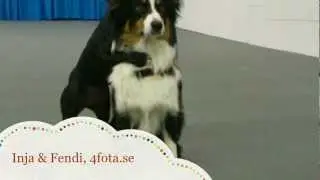 It's a dog's life