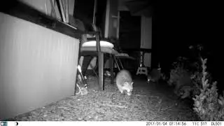 Waschbären zu Besuch