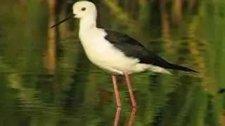 CIGÜEÑUELA COMUN / BLACK WINGED STILT
