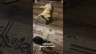 Васёнка и Рекс подружились! 😉😁 