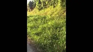 MOV 3807