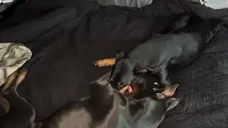 Bed top brawl