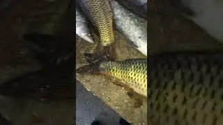 Вечерняя рыбалка удалась