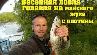 Весенняя ловля голавля на майского жука с плотины! (река Псел)