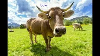 In this lesson I will teach you how to pronounce names of animals.