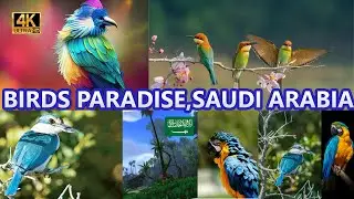 Bird's Paradise - Al Ossia Sanctuary - THE WORLD OF BIRDS, Madina Saudi arabia -Solo Traveler